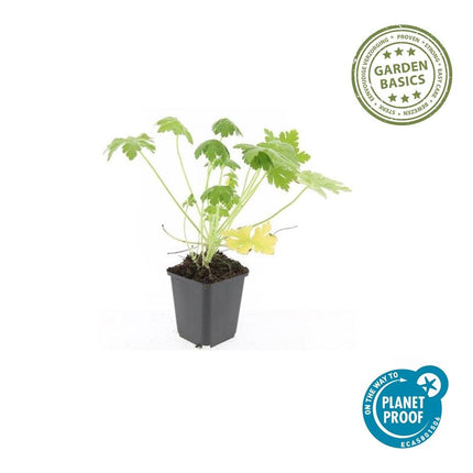 Geranium macrorrhizum 'Spessart' – Bodendecker – 48 Pflanzen – Ø9cm – ↕10-25cm – Weißblühend & winterhart – Für Sonne & Schatten – pflegeleicht