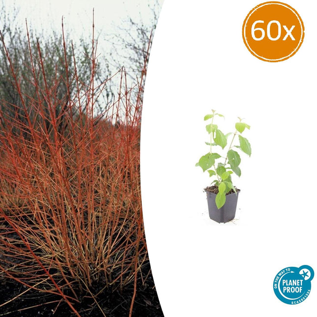Roter Hartriegel – Cornus sanguinea 'Midwinter Fire' – ↑10-25cm – Ø9cm – 60 Pflanzen – Winterharte Zierpflanze, feuerrote Zweige, pflegeleicht, Vogelschutz, Gartenstruktur