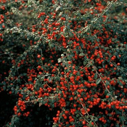 Cotoneaster suecicus 'Coral Beauty' – Winterharter, niedrig wachsender Strauch – 48 Pflanzen – ↕10–25cm – Ø9cm – Mit glänzend grünen Blättern, weißen Blüten & orangen Beeren – Ideal als Bodendecker & Hecke