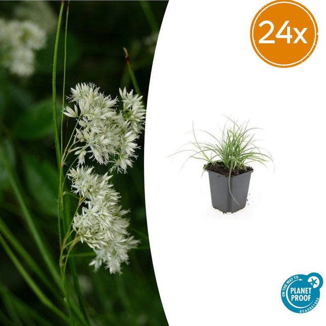 Luzula nivea – Schneegarben – 24 Pflanzen – 9cm – Immergrüner Bodendecker – ↕10-25cm – Winterhart & pflegeleicht