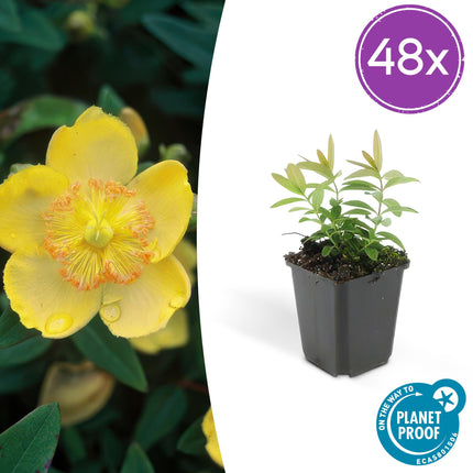 Hypericum calycinum – großblütiges Johanniskraut – 48 Pflanzen – gelb blühender Bodendecker – winterhart – Ø9cm – ↕10–25cm