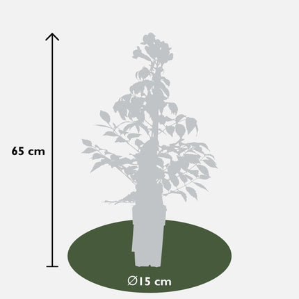 Campsis Summer Jazz 'Fire Trumpet' – Trompetenblume – Kletterpflanze – Ø15 cm – ↨65 cm – 2 Pflanzen – Rote Blüten – Selbstklimmend – Spätsommerblüher