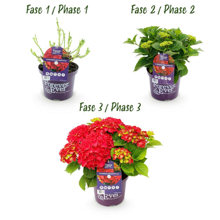 Hortensie Forever & Ever – Hydrangea macrophylla – Rot – Balkonpflanze – 7-12 Blüten – 23cm 55cm hoch – Für Terrasse, Balkon & Beet – Pflegeleicht