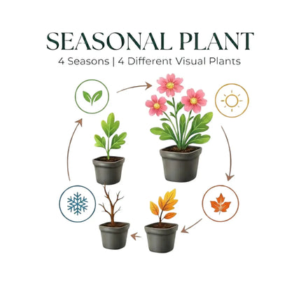 Polystichum setiferum Herrenhausen – 6 Pflanzen – Ø9cm – Höhe 10-25cm – Immergrüner Farn – Schattenpflanze für Beet & Gehölzunterpflanzung