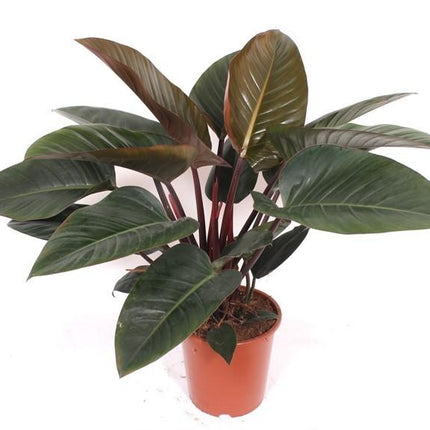 Philodendron Red Beauty Zimmerpflanze 100cm Pflegeleichte Grünpflanze mit rot getönten Blättern für Wohnzimmer Büro & Innenräume