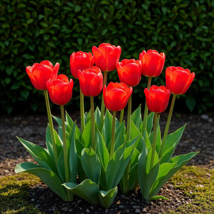 Blumenzwiebeln Tulipa Triumph Red – Rot – 15 Stück – Zwiebelgröße 11/12 – Klassische Triumph-Tulpen für Garten, Balkon & Terrasse – Frühjahrsblüher