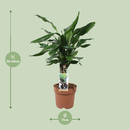Drachenbaum Dracaena Fagrans Steudneri Green – Zimmerpflanze – Ø17cm – ↕55cm – Pflegeleicht & robust – Grünes, elegantes Blattwerk