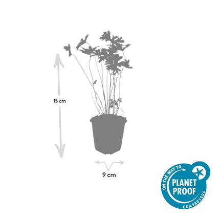 Storchschnabel Geranium 'Johnson's Blue' – ↕10-25cm – Ø9cm – 6 Pflanzen – Winterharte Staude & Bodendecker – Leuchtend blaue Blüten