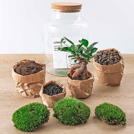 Flaschengarten DIY Bausatz Terrarium Milky Bonsai – Ø21cm – ↕30cm – Do – It – Yourself Flaschengarten Set mit Ficus Ginseng Bonsai