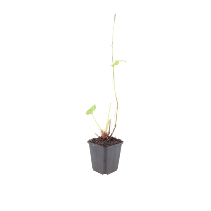 Persicaria amplexicaulis Alba – 6 Pflanzen – Ø9cm – Höhe 10-25cm – Winterharte Staude – Weiße Blütenähren – Bienenfreundlich für Beet & Naturgarten