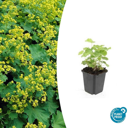 Alchemilla mollis – Frauenmantel – Bodendecker-Staude mit gelbgrünen Blüten – 48 Pflanzen – 10-25cm – Ø9cm – winterhart & pflegeleicht