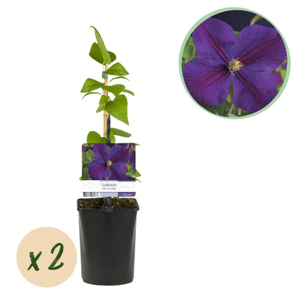 Kletterpflanze Clematis Star of India – Tiefblaue Blüten – 2 Pflanzen – 11 cm x H40 cm – Pflegeleicht & Winterhart – Ideal für Garten, Balkon & Pergolen