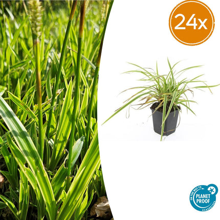 Carex morrowii 'Aureovariegata' – Japan-Segge – 24 Pflanzen – gelb-grün panaschiert – Ø9cm – ↕10–25cm – immergrün – schattenverträglich – pflegeleicht – winterhart