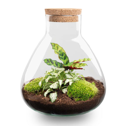 Flaschengarten Sammie DIY – Pflanzenterrarium im Glas mit Korkdeckel – Mini – Dschungel im Glas Ø22,5×H27cm – inkl. Calathea & Moos