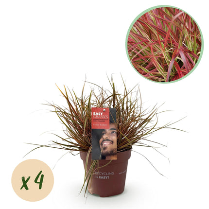 Mahagonigras – Uncinia rubra 'Everflame' – 4 Pflanzen – Immergrün – Ziergras mit rotem Laub – Pflegeleicht – Ø17cm – Höhe ca. 50 cm