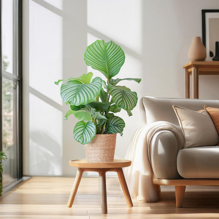 Korbmarante Calathea Orbifolia – Zimmerpflanze – 65cm hoch – Ø21cm – inkl. Natur – Korb Sofia aus Seegras – Luftreinigend & dekorativ