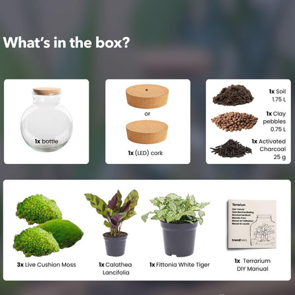 Flaschengarten Teddy mit LED – Korken – Ø25cm ↕26,5cm – DIY Pflanzenterrarium mit Calathea & Fittonia – Selbstversorgendes Mini – Ökosystem im Glas