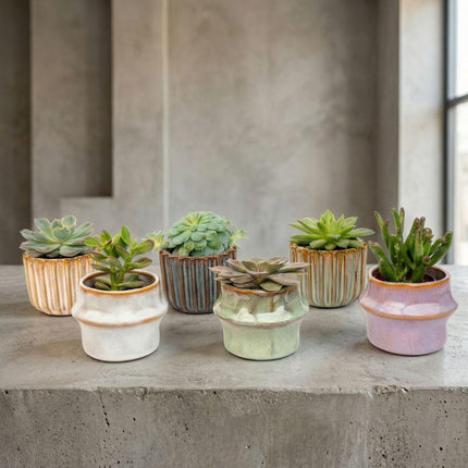 Sukkulenten – Set 6 Stück mit Keramiktöpfen – Mini Sukkulenten 8-12cm – Barcelona Design Töpfe Ø7,2cm – pflegeleichte Zimmerpflanzen Deko