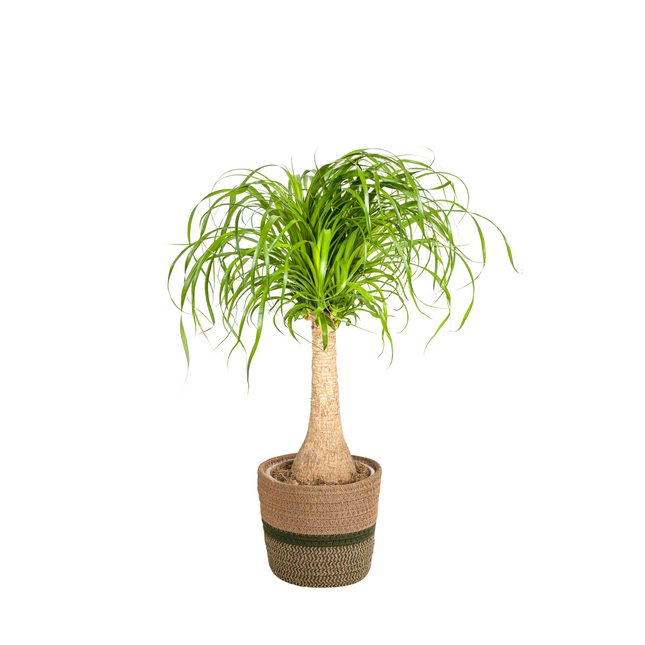 Beaucarnea Recurvata inkl. Naturkorb – Höhe 60-80cm – Ø21cm – Elefantenfuß Zimmerpflanze mit markantem Stamm