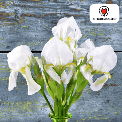 Iris Alaska – 25 Blumenzwiebeln – Weiß blühende Garten-Iris – Für Beete, Rabatten und Schnittblumen