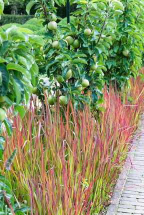 Japanisches Blutgras Imperata cylindrica 'Red Baron' – ↕10-25cm – Ø9cm – 40 Pflanzen – Winterhartes Ziergras für Beete & Kübel