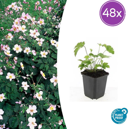 Anemone tomentosa 'Robustissima' – 48 Pflanzen – ↕10-25cm – Ø9cm – Purpurrosa Herbstanemone – Winterhart, langlebig & bienenfreundlich – Für Beete & Rabatten