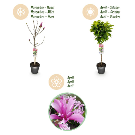 Magnolie Magnolia Susan – 19cm Höhe ca.90cm – Rosa blühend & duftend – Laubabwerfend & winterhart – Zierbaum für Beet Balkon Terrasse