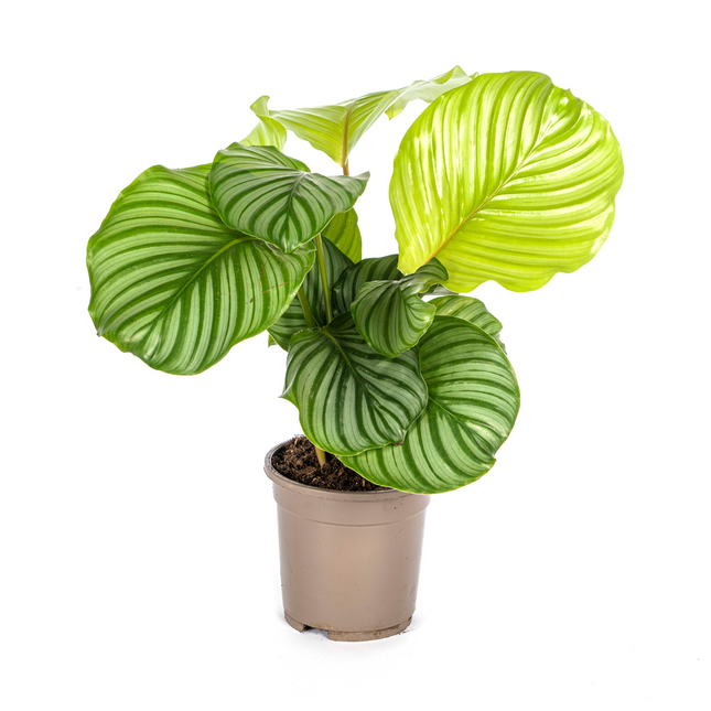 Korbmarante Calathea Orbifolia – Ø17 cm – ca. 40–50 cm hoch – Zimmerpflanze mit großen, silbrig-grünen Blättern – Für Wohnzimmer & Büro