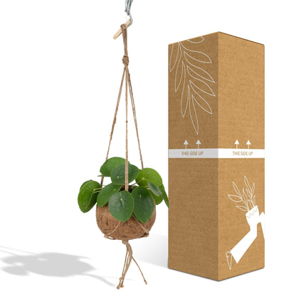 Kokodama Pilea Peperomioides – 20cm – Ø15cm – Nachhaltige Pfannkuchenpflanze im Kokodama – Kokostopf – Chinesische Geldpflanze