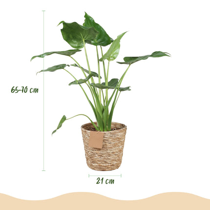 Alocasia Cucullata – Buddha – Hand – 65-70cm – 21cm inkl. Naturkorb – Pflegeleichte exotische Zimmerpflanze – Herzförmige glänzende Blätter