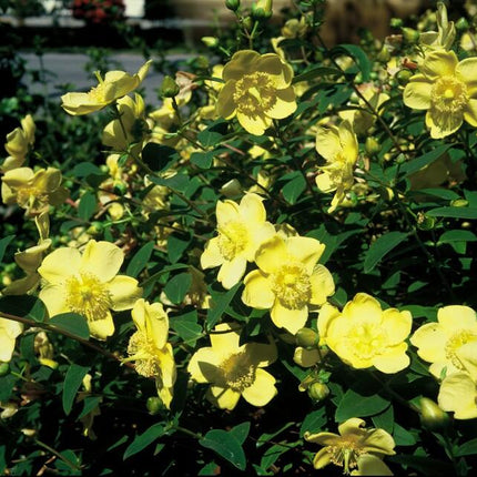 Hypericum 'Hidcote' – 48 Pflanzen – ↕10-25cm – Ø9cm – Johanniskraut – Immergrün, winterhart & bienenfreundlich