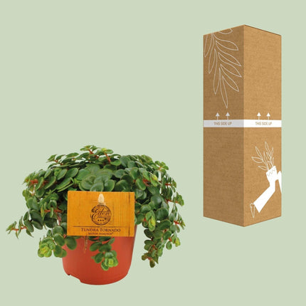 Fetthenne Sedum Tornado – Zimmerpflanze – Ø11 cm – Höhe 15 cm – Pflegeleicht – Halbschatten – Sukkulente für Zuhause