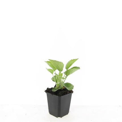 Echinacea purpurea 'Magnus' – 48 Pflanzen – ↕10-25cm – Ø9cm – Purpur – Sonnenhut – Winterharte Staude – Bienen & Schmetterlinge – Pflegeleicht