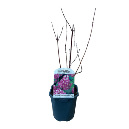 Sternchenstrauch – Deutzia hybrida Strawberry Fields – Rosa Blüten – Strauch – 17cm – Höhe 45cm – Wenig Pflege