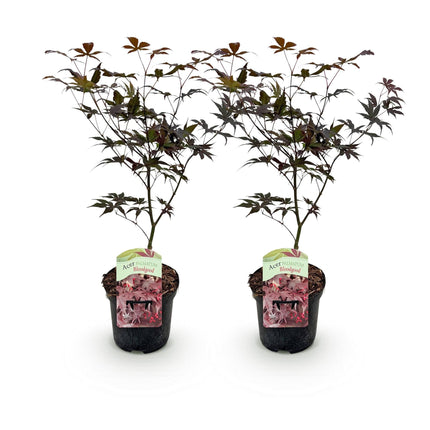 Japanischer Ahorn Acer palmatum Bloodgood – Rot – 2 Pflanzen – Laubabwerfender Zierbaum – 19cm – Ca. 70cm hoch – Für Balkon, Terrasse & Beet