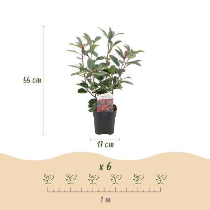 Photinia fraseri Red Robin – 6 Pflanzen für 1 laufenden Meter – Frasers Glanzmispel – Immergrüne Heckenpflanze im 17cm Topf – ca. 55cm hoch – Dicht & pflegeleicht
