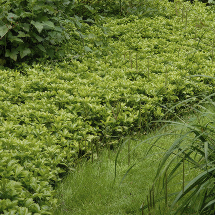 Pachysandra terminalis 'Green Carpet' – immergrüner Bodendecker – 48 Pflanzen – weiße Blüten – Ø9cm – ↕10-25cm – schattenverträglich – pflegeleicht