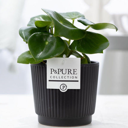 Peperomia Raindrop im Keramiktopf – Matt Schwarz – Ø12cm ↕25cm – Zimmerpflanze mit tropfenförmigen Blättern – Pflegeleicht & modern