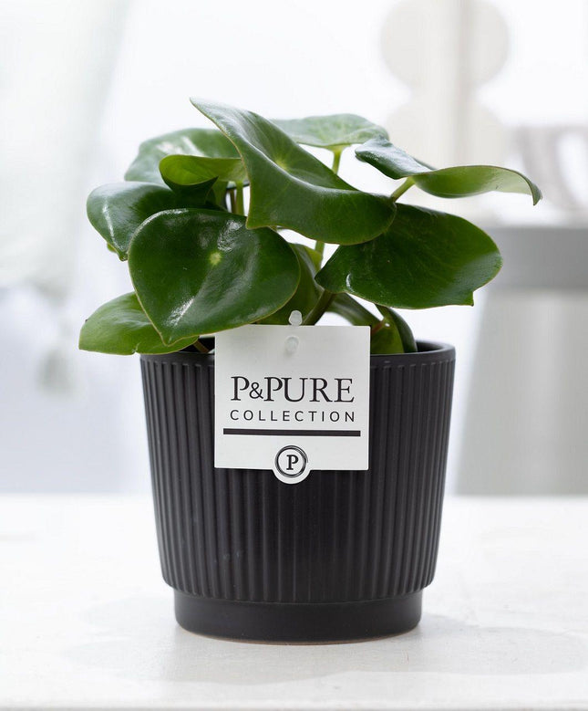 Peperomia Raindrop im Keramiktopf – Matt Schwarz – Ø12cm ↕25cm – Zimmerpflanze mit tropfenförmigen Blättern – Pflegeleicht & modern