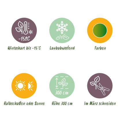 Japanischer Ahorn – Acer palmatum 'Emerald Lace' – 2 Pflanzen – je ca. 70 cm hoch – Topf Ø19 cm – fein geschnittenes Laub – Balkon- & Gartenpflanze