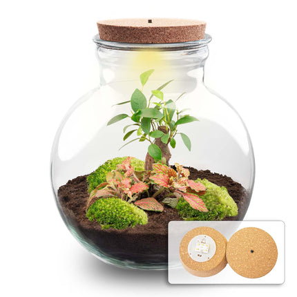 Flaschengarten Teddy – Bonsai – Ø25cm ↕26,5cm – Pflanzenterrarium mit LED – Kork – DIY Bausatz mit Ficus Ginseng Bonsai, Fittonia & Moos