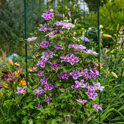 Kletterpflanze – Clematis Piilu – Rosa Blüten – 2 Pflanzen – 11cm – Höhe 40cm – Blüte Mai–September – Pflegeleicht & bienenfreundlich