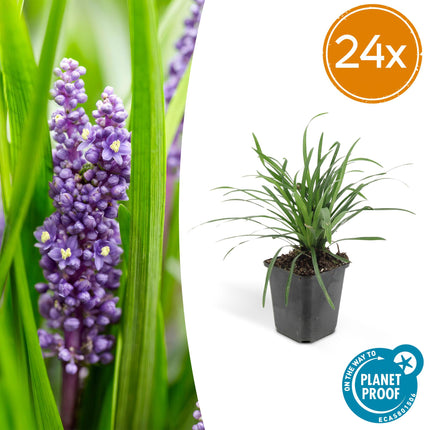 Liriope muscari 'Big Blue' – 24 Pflanzen – Immergrüner Bodendecker – 9cm – ↕10-25cm – Mit violetten Blütenrispen – Pflegeleicht & winterhart
