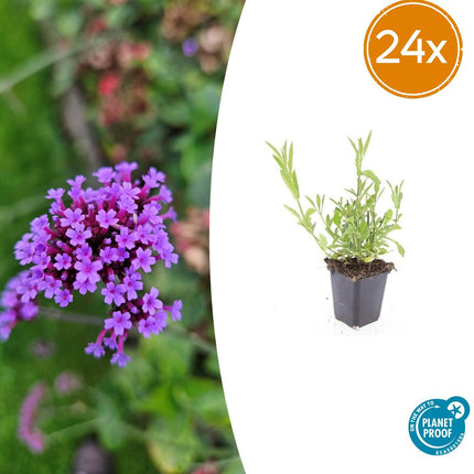 Verbena bonariensis – 24 Pflanzen – ↕10-25cm – Ø9cm – Patagonisches Eisenkraut – Luftige Staude, bienenfreundlich & winterhart