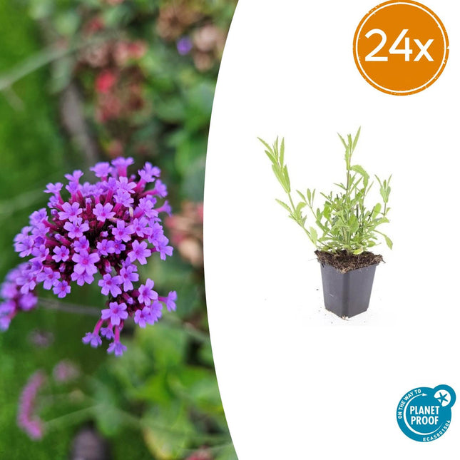 Verbena bonariensis – 24 Pflanzen – ↕10-25cm – Ø9cm – Patagonisches Eisenkraut – Luftige Staude, bienenfreundlich & winterhart