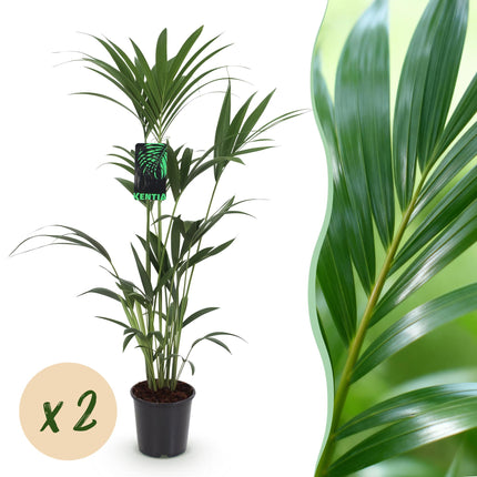 Howea Forsteriana – Kentia – Palme – 2 Pflanzen – 120-130cm – 21cm – Pflegeleichte Zimmerpalmen mit eleganten Wedeln
