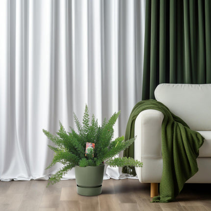 Spargelfarn – Asparagus Densiflorus 'Meyeri' –  Zimmerpflanze – Luftreinigend – Ø27cm – ↕60cm – Pflegeleicht & dekorativ – Ideal für Halbschatten