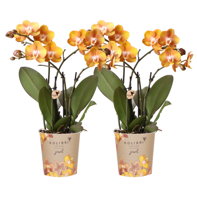 Phalaenopsis-Orchidee Las Vegas – 2 Pflanzen – Orange – Ø12cm – Zimmerpflanze mit 3-4 Blütenstielen – Edle Multiflora-Orchidee für Wohnung & Büro
