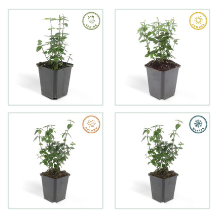 Euonymus fortunei radicans – Bodendecker – 48 Pflanzen – Ø9cm – ↕10–25cm – Immergrün & winterhart – Für Schatten & Flächenbegrünung