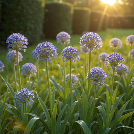 Blumenzwiebeln Allium Caeruleum – 40 Stück – Blauer Zierlauch mit sternförmigen Blüten – Zwiebelgröße 4/5 – Für Beet, Balkon & Terrasse – Pflegeleicht & bienenfreundlich